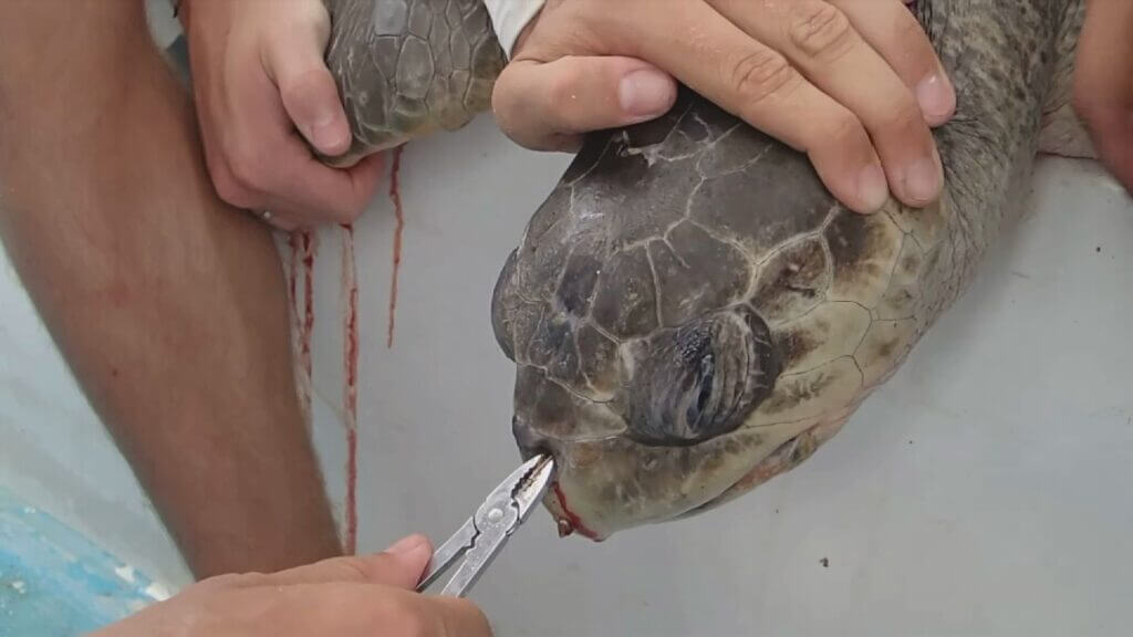 Plastic straw removed from turtle's nose by marine biologists in