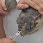 Why ditching plastic straws