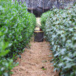 Plastic free garden -