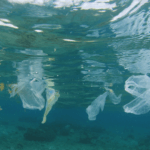 Plastic Pollution