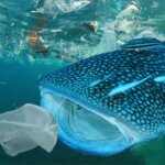 Plastic in the Ocean - Fact Sheet