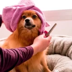 Sustainable DIY Dog Grooming Products